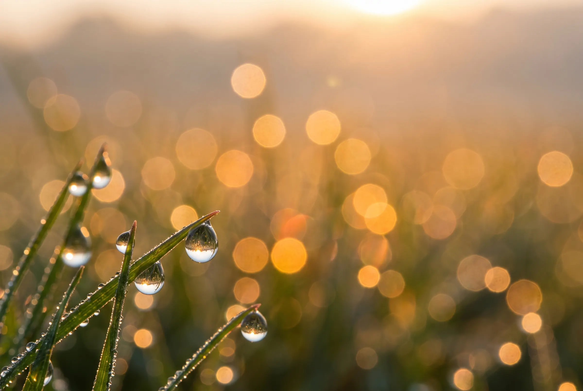 Rugiada su fili d'erba all'alba, controluce dorato con cerchi di bokeh